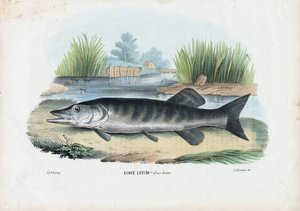 Northern Pike, 1863-79 by Raimundo Petraroja